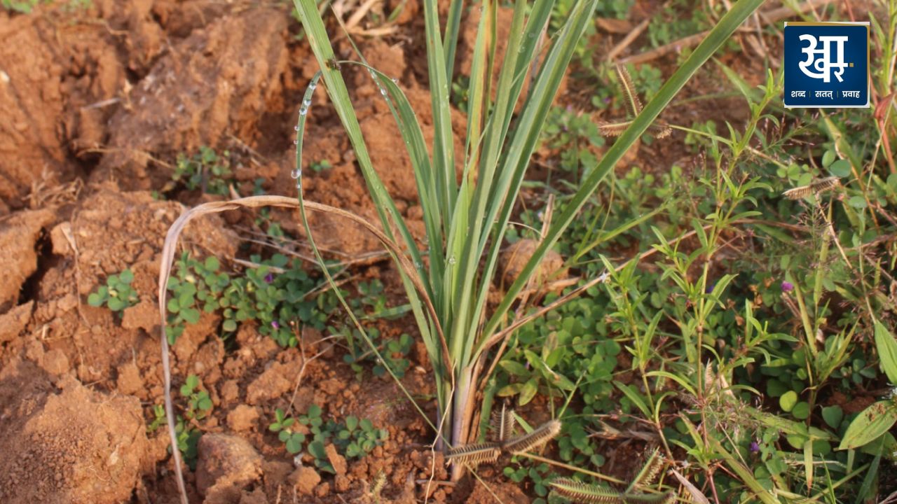 Lemon Grass